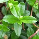 Helianthemum nummularium Leaf