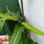 Sonchus wightianus Leaf