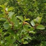 Betula humilis Leaf