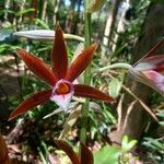 Calanthe tankervilleae Flower