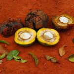 Irvingia excelsa Fruit