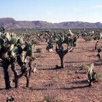 Opuntia leucotricha Blatt