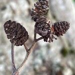 Alnus incana फल