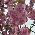 Prunus serrulataFlower