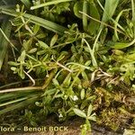 Galium trifidum 整株植物