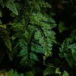 Selaginella willdenowii Лист