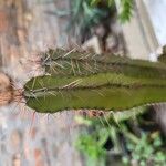 Leptocereus wrightii Hoja