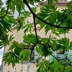 Acer japonicum Ліст