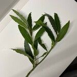 Laurus nobilisLeaf