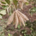 Guiera senegalensis Blüte