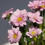 Tanacetum coccineum Habitus