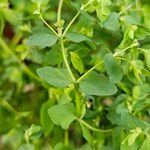 Euphorbia peplus Bark