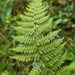 Athyrium filix-femina Blad