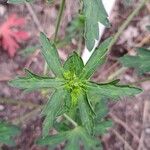 Geranium krameri 葉