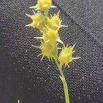 Cenchrus spinifex Fruit