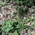Plantago argentea Libunga