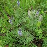 Lupinus argenteus Levél