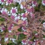 Symphyotrichum lateriflorum Leaf