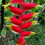 Heliconia rostrata Çiçek