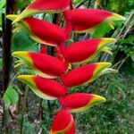 Heliconia rostrata Blomma