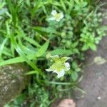 Anemone virginianaÕis