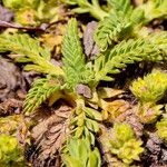 Alchemilla pinnata Leaf