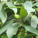 Illicium floridanum Frucht