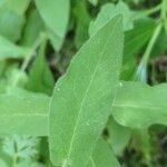 Hieracium prenanthoides Leaf