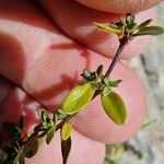 Thymus pulegioides Fuelha