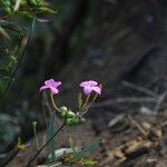 Kohautia grandiflora Квітка