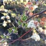 Eriogonum fasciculatum Ліст