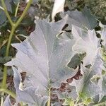 Datura stramonium Blatt