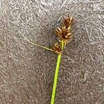 Carex pairae Flower