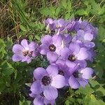 Eustoma exaltatum Blomma