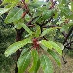 Arbutus xalapensis Blad