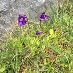 Pinguicula grandiflora Fula