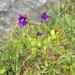 Pinguicula grandiflora Кветка