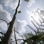 Pericopsis elata Corteccia