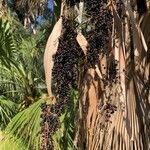 Washingtonia filifera Fruit