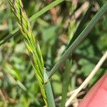 Poa cenisia Fruchs