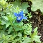 Gentiana septemfida Fleur