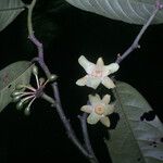 Guatteria punctata 果實