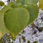 Philadelphus pubescens Blatt