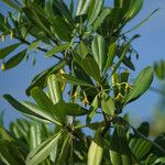 Rhizophora mangle Blatt