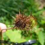 Sparrmannia ricinocarpa Φρούτο