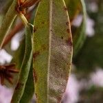 Rhododendron davidsonianum Levél