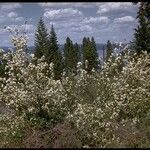 Amelanchier utahensis 整株植物