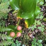 Maianthemum dilatatum Плід