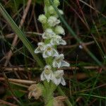 Goodyera repens Цветок