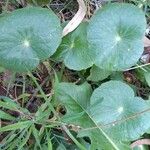 Hydrocotyle umbellata List